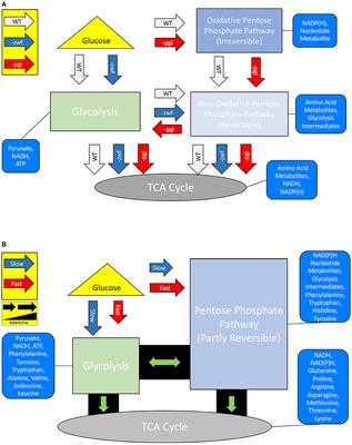 Central Metabolism and Growth Rate Impacts on Hydrogen and Carbon Isotope Fractionation During <mark class="highlighted">Amino Acid Synthesis</mark> in E. coli